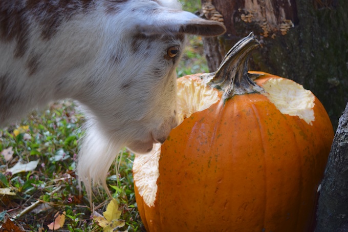 Caper eating pumpkin