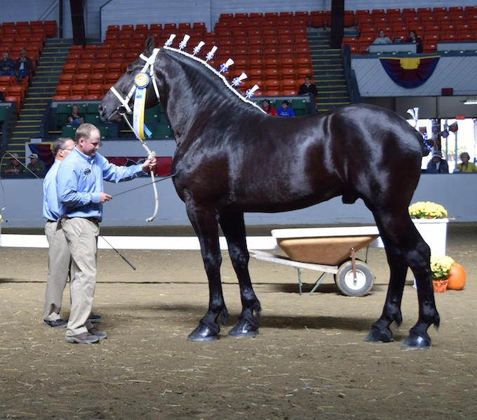 Percheron-stallion.jpg