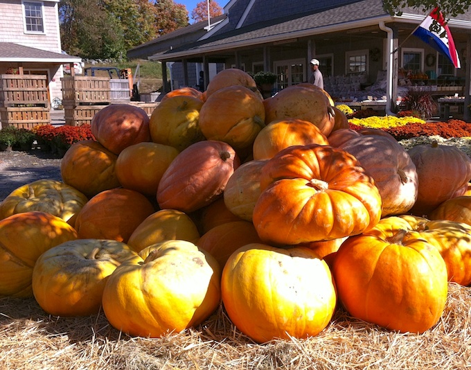 big pumpkins
