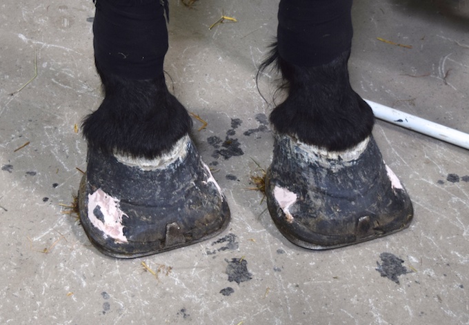 cracked-hooves.jpg