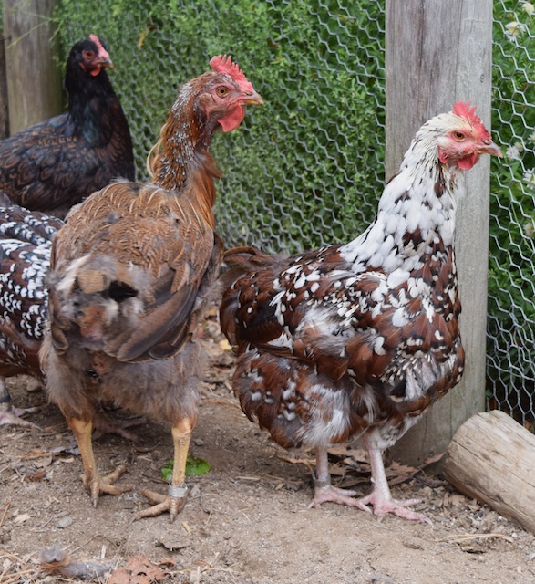 molting hens