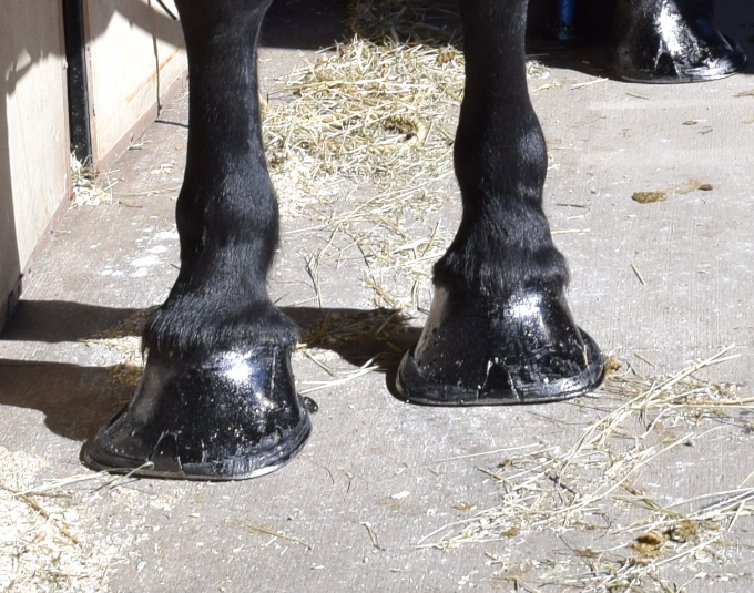 polished-hooves.jpg