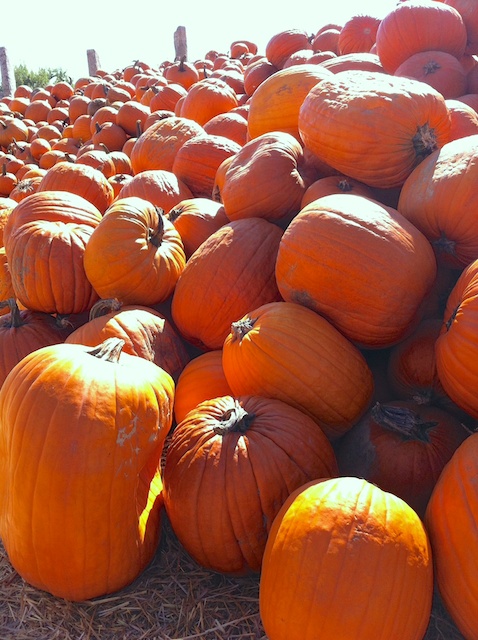 pumpkin pile