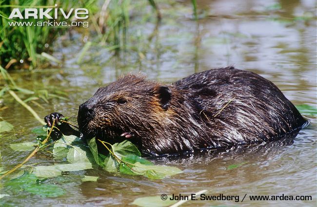 American-beaver-feeding-on-leaves