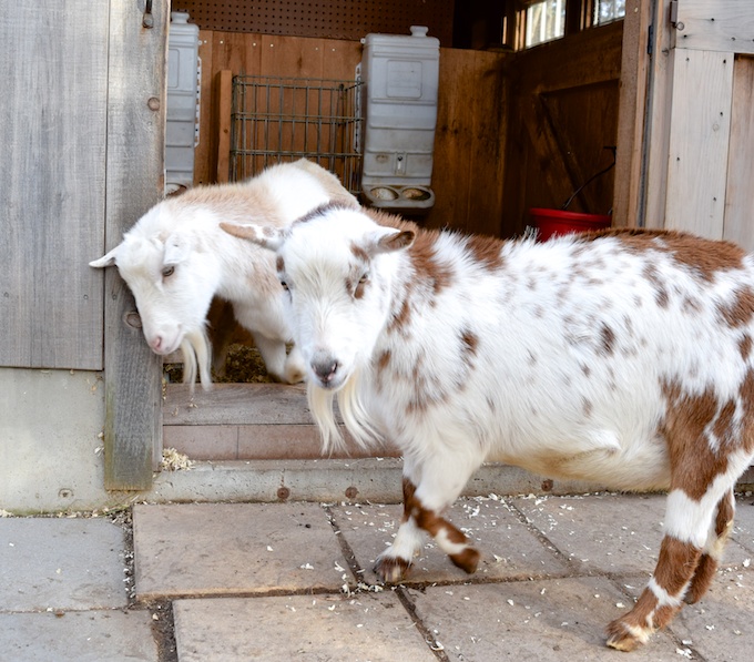 goats rub cam