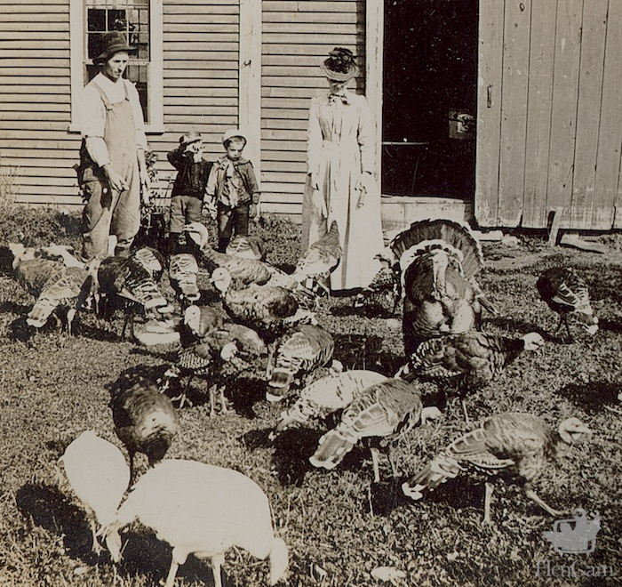 vintage turkey farm