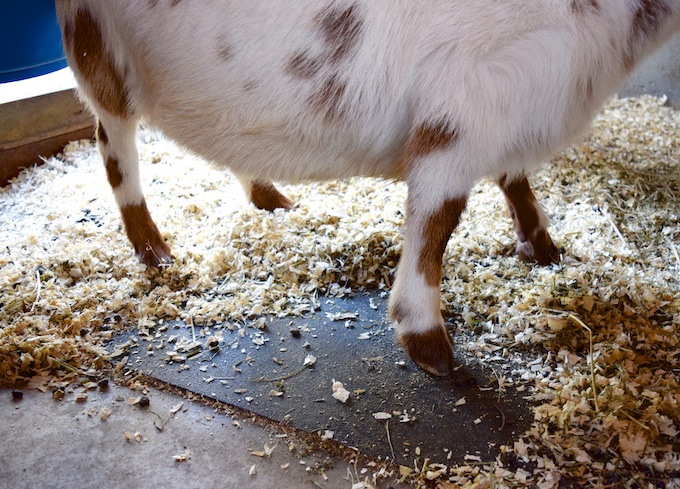 goat stall mat