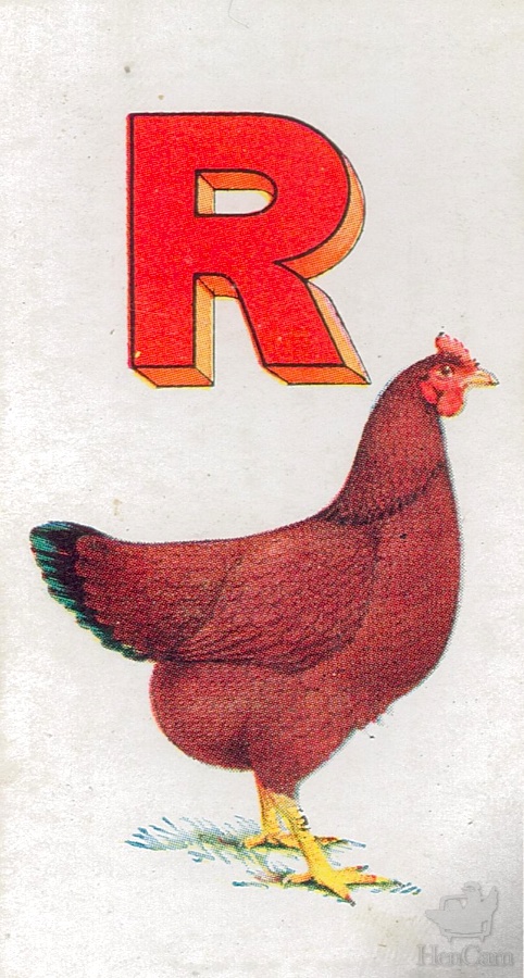R for Rhode Island Red