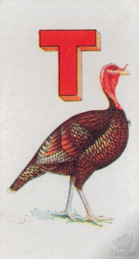 T for Turkey