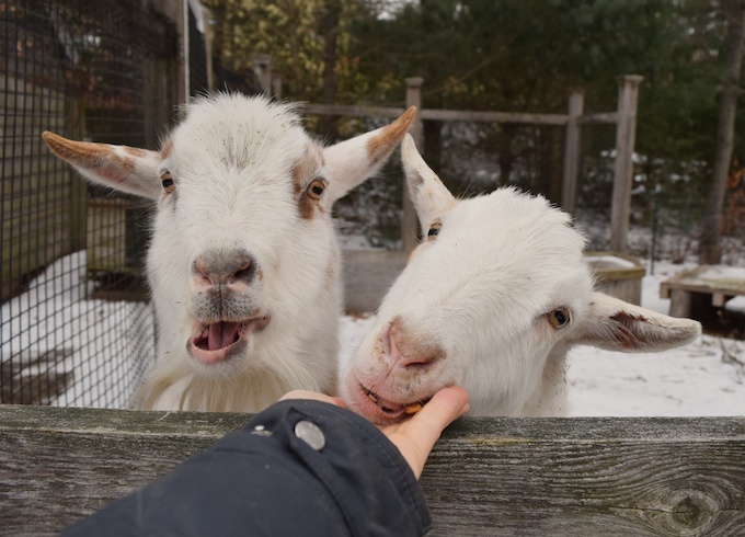 goats eating cheerios