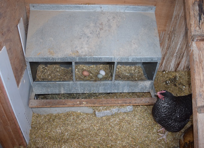 Eggs in nesting box