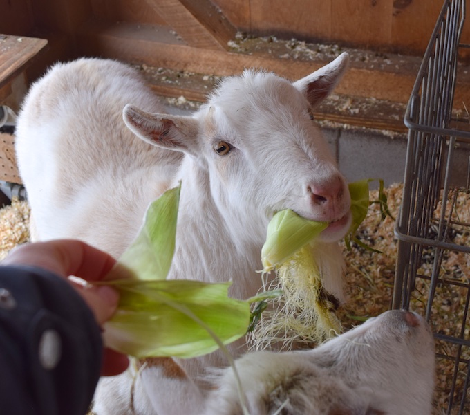 goat eating corn