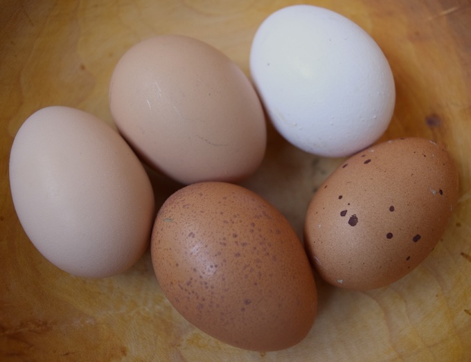 Marans Egg Color Chart