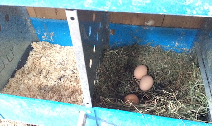 nesting hay box bedding chicken boxes hencam put coops shavings barn chickens hens obviously prefer five found ducks poultry