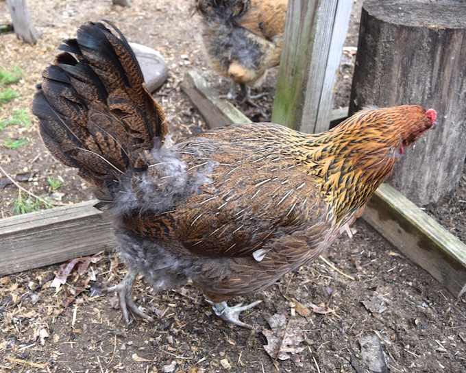 Chicken down hot sale feathers