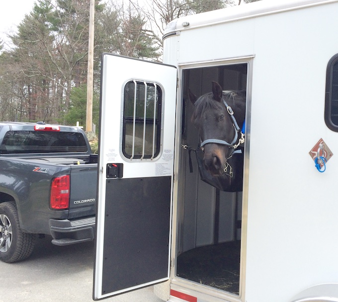 horse in trailer