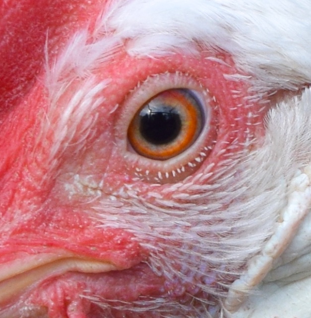 chicken eye