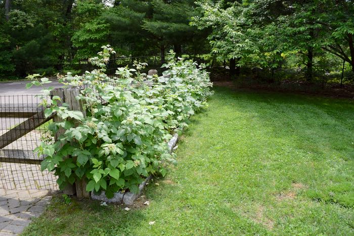 The Raspberry Patch