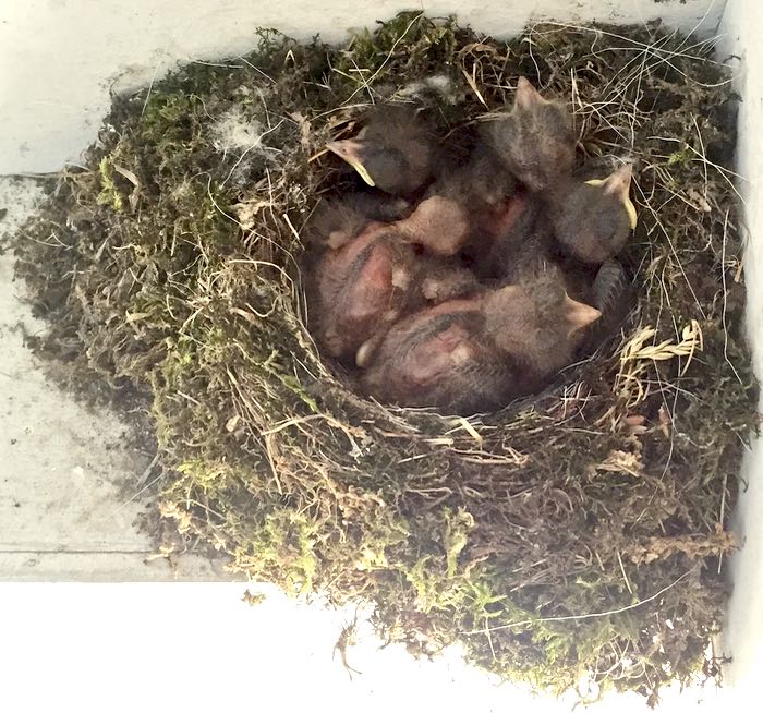 early nest