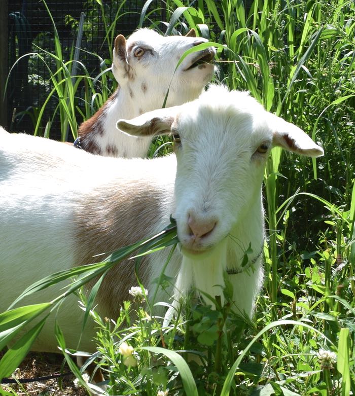 eating goats