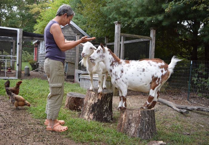 A New Life For Old Goats – Terry Golson