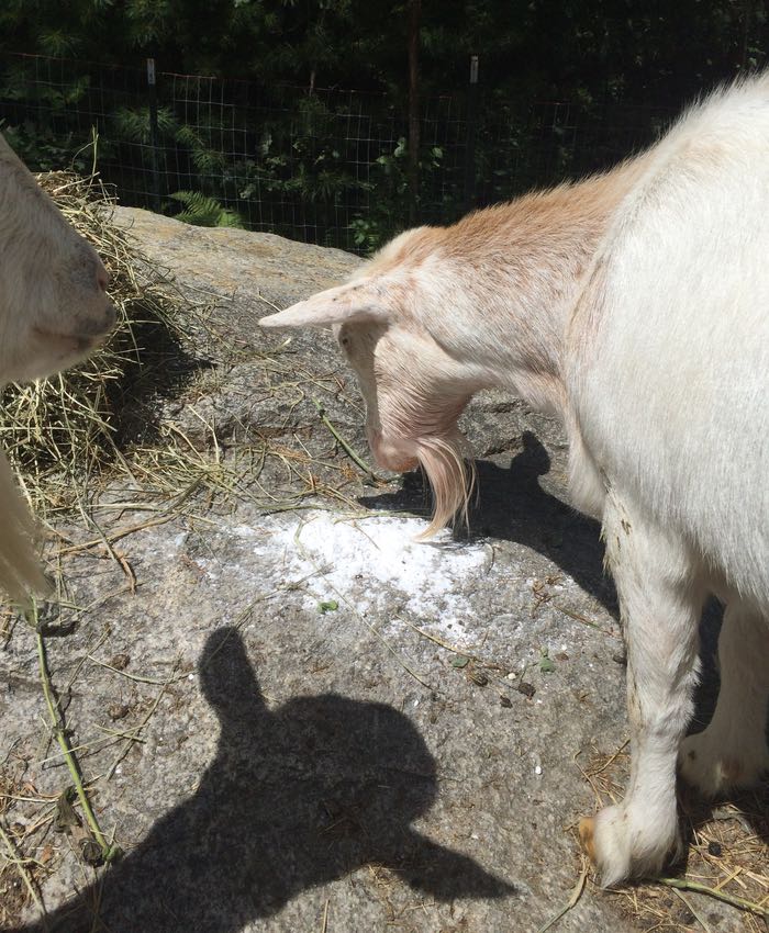 How Can You Tell If Your Goat Is Happy? Now We Know! : Goats and Soda : NPR