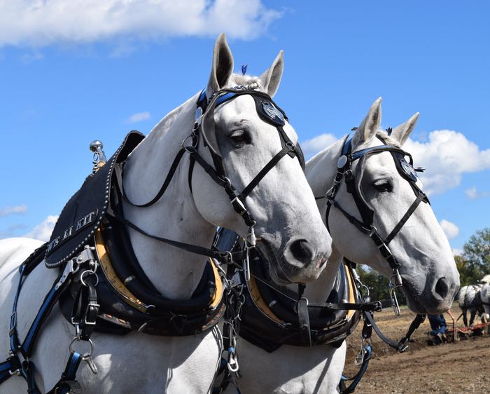 percherons ears forward