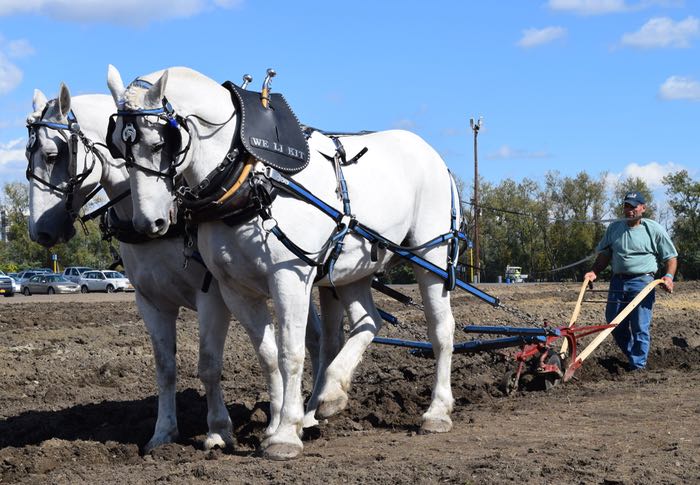 percherons