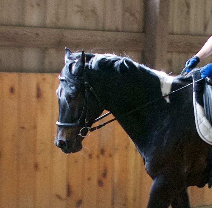 pinned ears while riding