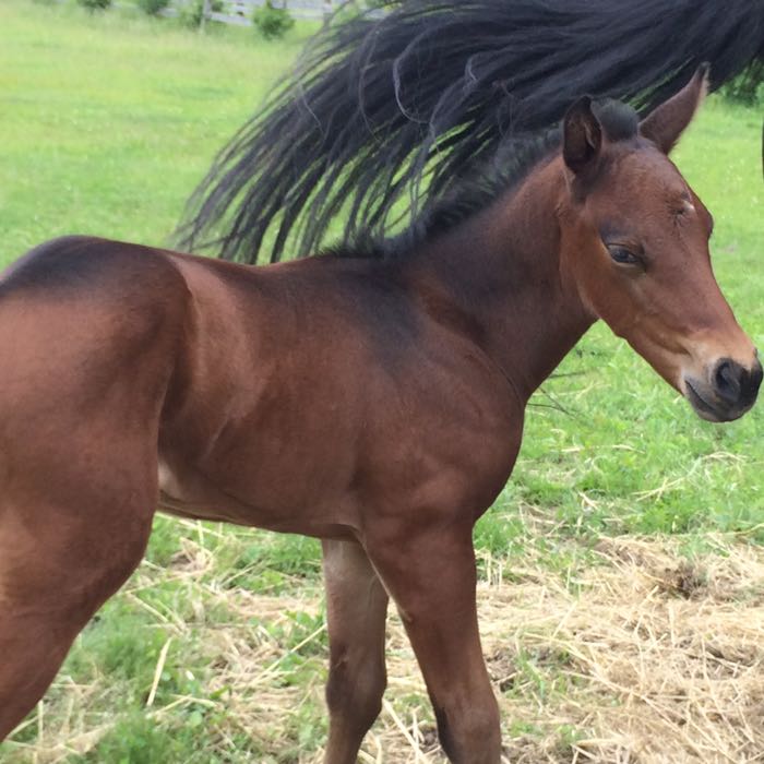 relaxed foal