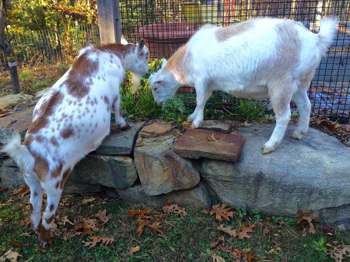 goats eating parsley