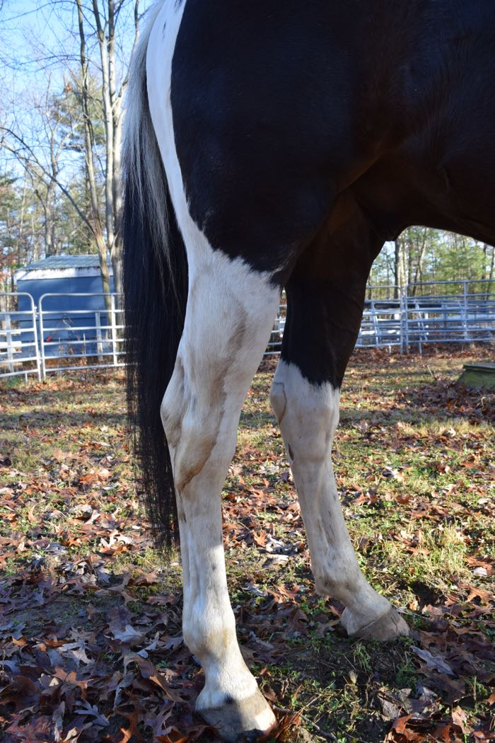 stained horse legs