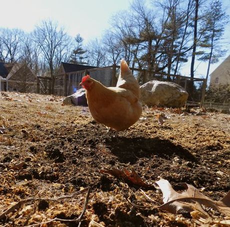 Compost Bins and Chicken Manure | HenCam