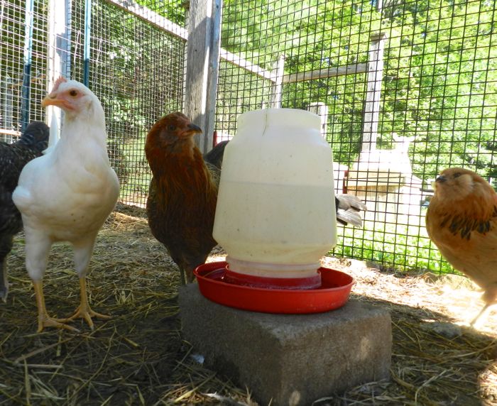 keuntungan apar jenis air Kenali Jenis  Tempat Minum Ayam dan Manajemen Pemberian Air  