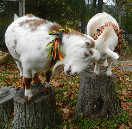 Dressing The Goats For Halloween | HenCam