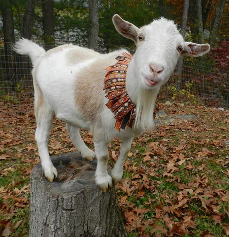 Dressing The Goats For Halloween | HenCam