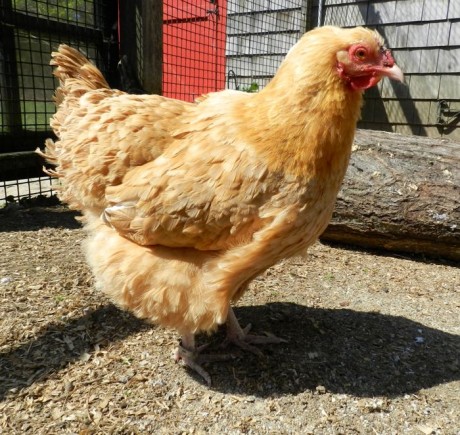 Buff Orpington From Chick To Adult | HenCam