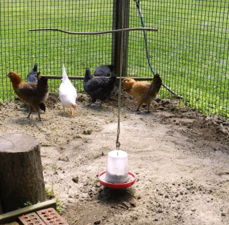 Chicken Run Maintenance | HenCam