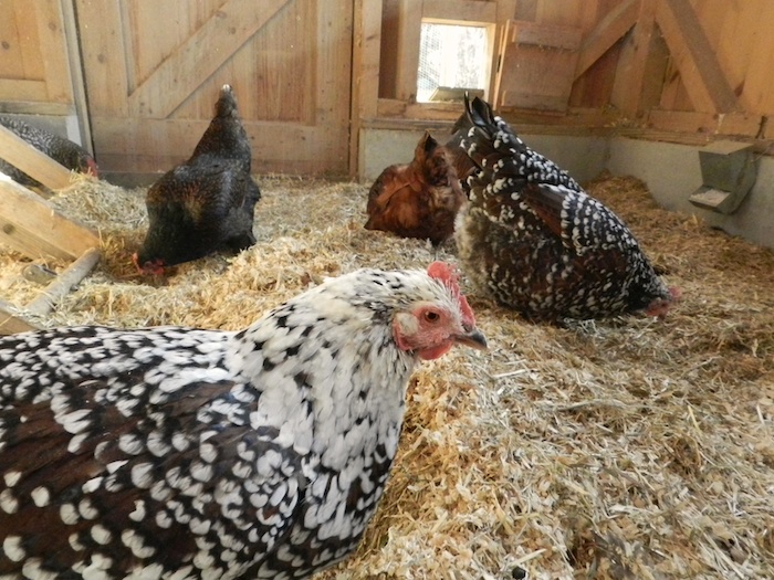 thumbnail image 2 of KOOP CLEAN Chicken Coop Bedding – Natural Hay & Straw Mix, 2.4 CF 2 of 6