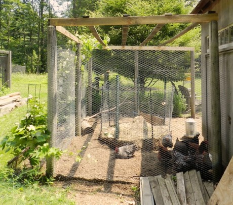 Grapes for Chickens | HenCam
