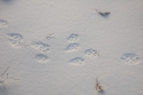 Fisher Cat Tracks | HenCam