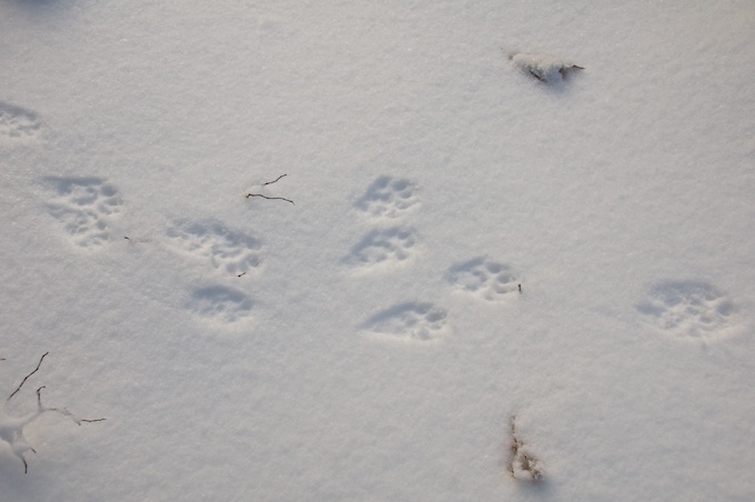 clear fisher cat tracks