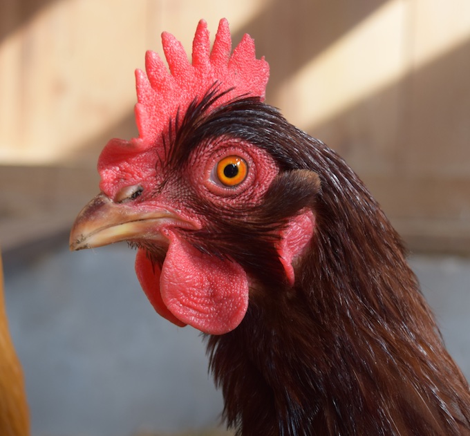 rhode island red