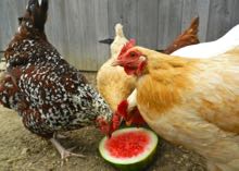 hens with watermelon