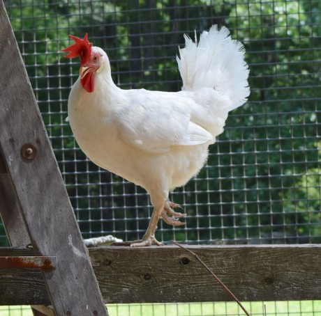 Ice Water for Chickens | HenCam