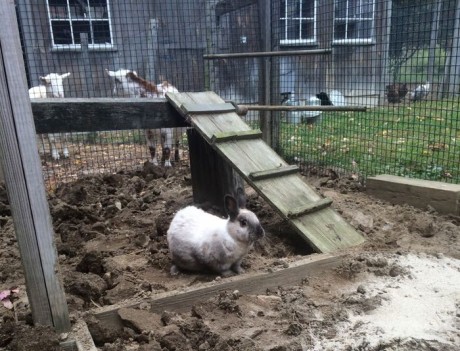 Annual Chicken Pen Maintenance 